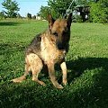 Wyrzucony jak śmieć, bo nie jest już młody i niedomagają jego stawy... Kiro to starszy, około 10 letni pies, owczarek niemiecki.
