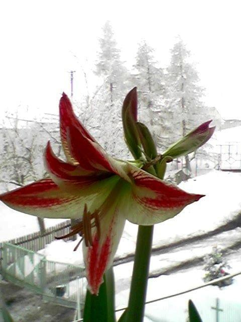 #natura #kwiat #zima #piękny #best